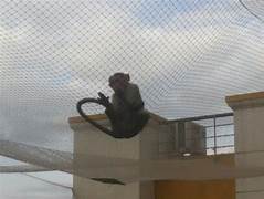 Monkey Safety Nets in Karimnagar